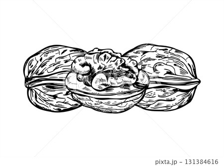 Walnuts in textured shells monochrome vector composition in graphic style. Peeled and unpeeled Walnut kernel etching drawing. Healthy snack for food packaging, autumn designs, culinary blogs 131384616