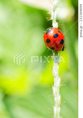 ナナホシテントウ、縦位置 ナナホシテントウ、縦位置 131384694