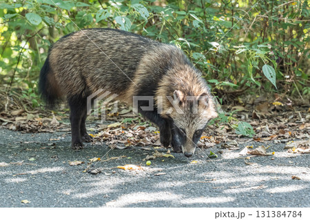 淀川の河川敷に生息するタヌキ　大阪府枚方市 131384784
