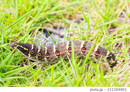 セスジスズメの幼虫 131384901