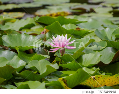 池に咲く一輪の美しいピンクの睡蓮の花 131384948