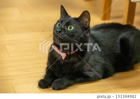 黒猫 黒猫 131384982