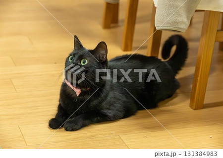 黒猫 黒猫 131384983