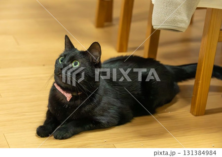 黒猫 黒猫 131384984