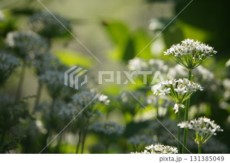 朝陽に輝くニラの花 131385049