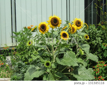 夏の花といえば黄色いヒマワリこれは矮性ヒマワリ 夏の花といえば黄色いヒマワリこれは矮性ヒマワリ 131385118