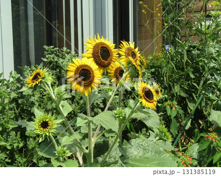 夏の花といえば黄色いヒマワリこれは矮性ヒマワリ 夏の花といえば黄色いヒマワリこれは矮性ヒマワリ 131385119