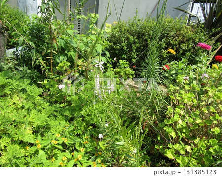 薄紫の花虎雄の花 薄紫の花虎雄の花 131385123