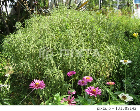 百日草と未だ花のしていないサルビアレイカンサ 131385142