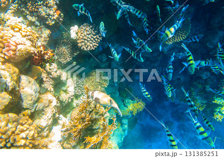 Masked puffer (Arothron diadematus) and Indo-Pacific sergeants (Abudefduf vaigiensis) on coral reef in the Red sea in Ras Mohammed national park, Sinai peninsula in Egypt 131385251