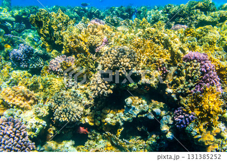 Coral reef in the Red sea in Ras Mohammed national park. Sinai peninsula in Egypt 131385252