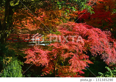 紅葉に包まれた秋 鳥居橋 紅葉に包まれた秋 鳥居橋 131385290