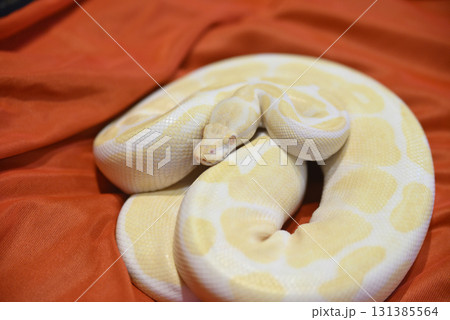 ホワイトパイソン ホワイトパイソン 131385564