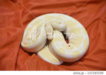 ホワイトパイソン ホワイトパイソン 131385599