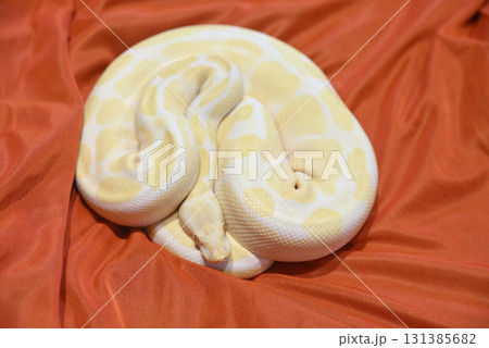 ホワイトパイソン ホワイトパイソン 131385682