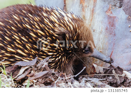 Echidna in Guerilla Bay in Australia Echidna in Guerilla Bay in Australia 131385745