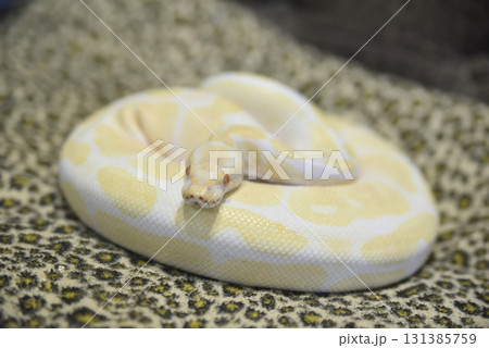 ホワイトパイソン ホワイトパイソン 131385759