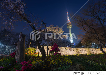 Spring on Namsan Mountain and cherry trees in Seoul, South Korea. 131385790