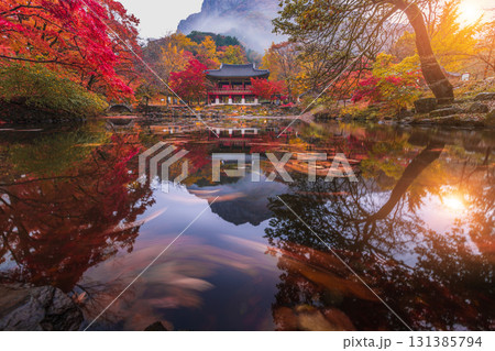 Colorful autumn with beautiful maple leaf in sunset at Baekyangsa temple in Naejangsan national park, South Korea. 131385794