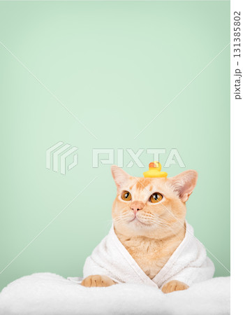 Funny ginger cat in bathrobe with rubber duck Funny ginger cat in bathrobe with rubber duck 131385802