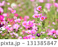 晴天のコスモス 131385847