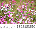 晴天のコスモス 131385850