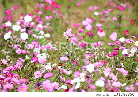 晴天のコスモス 131385850