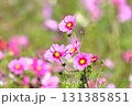 晴天のコスモス 131385851