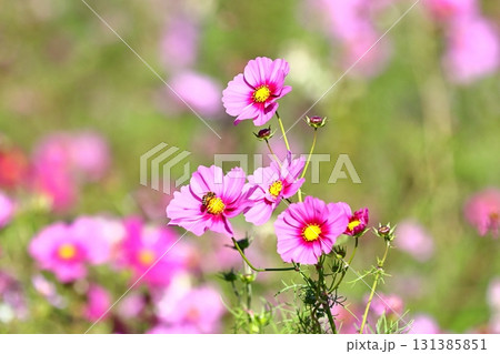晴天のコスモス 131385851
