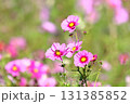 晴天のコスモス 131385852