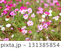 晴天のコスモス 131385854
