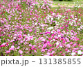 晴天のコスモス 131385855