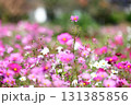 晴天のコスモス 131385856