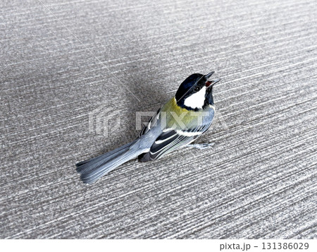 上を見上げるシジュウカラ 131386029