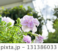 ペチュニア・ダブルカスケードの花 131386033