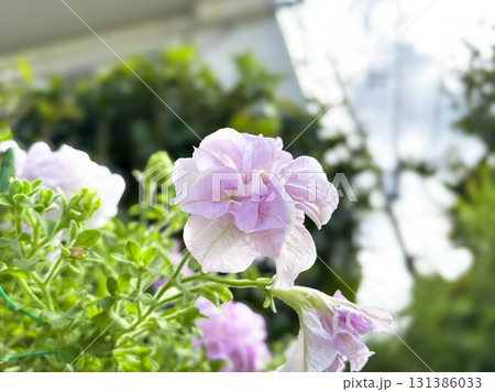ペチュニア・ダブルカスケードの花 ペチュニア・ダブルカスケードの花 131386033
