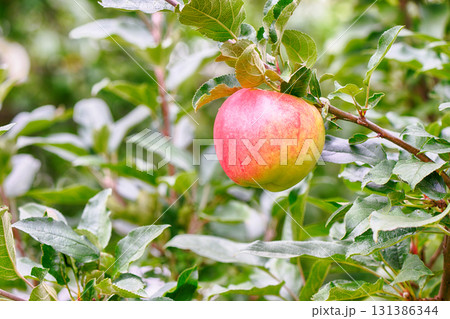 Ripe red apple on a tree branch Ripe red apple on a tree branch 131386344