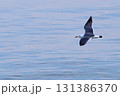 水面を飛行するカモメの一種ウミネコ 131386370