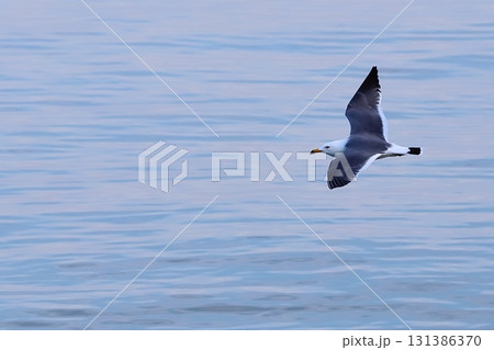 水面を飛行するカモメの一種ウミネコ 131386370