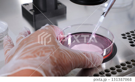 Close-up of IVF procedure. An embryologist wearing protective gloves drips medium from plastic test tube into Petri dish. Reproductive technologies. Problem of getting pregnant. 131387068