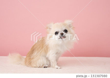 ピンクバックとチワワのもも 131387080