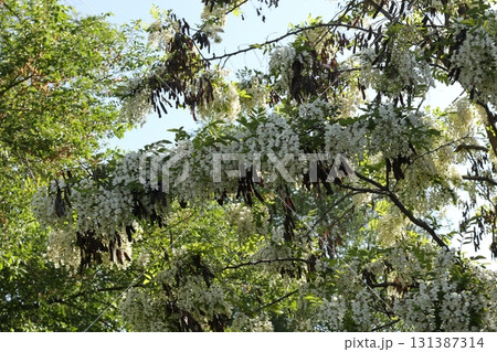 Beautiful white flowers of black locust. Beautiful white flowers of black locust. 131387314
