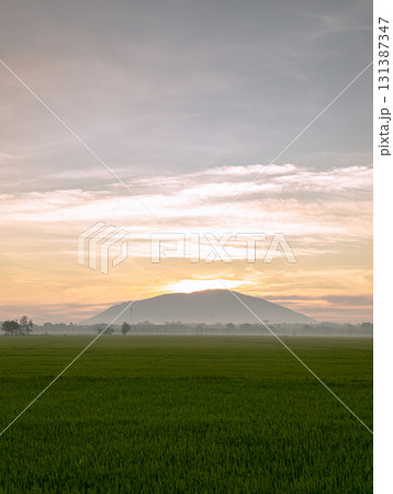 sunset over green rice fields sunset over green rice fields 131387347