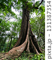 big banyan tree in the forest 131387354