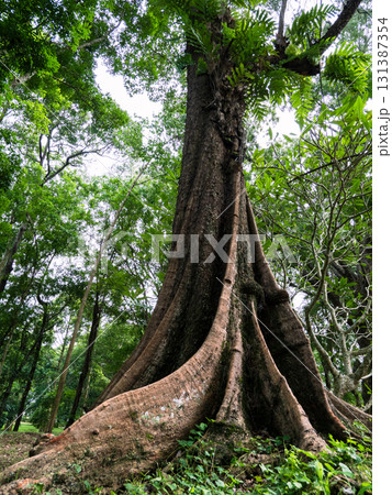big banyan tree in the forest 131387354