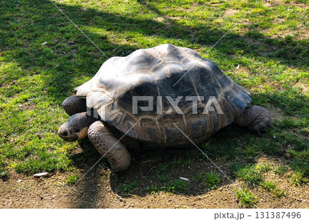 A high-angle, sunlit outdoor photograph of a large, majestic Galapagos giant tortoise or similar species resting on a patch of grass and dirt. A high-angle, sunlit outdoor photograph of a large, majestic Galapagos giant tortoise or similar species resting on a patch of grass and dirt. 131387496