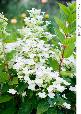 Wim s Red hydrangea white bloom garden summer 131387605