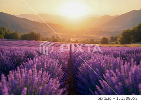 lavender field at sunset 131388055