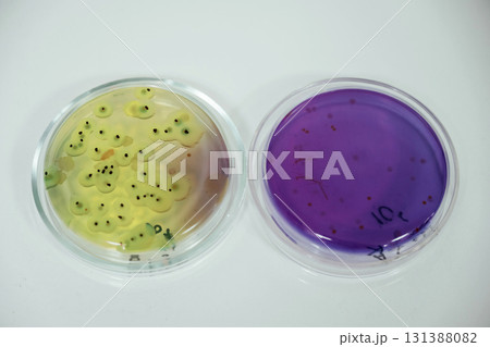 Close up focused view of Trichoderma in the rounded lab containers 131388082