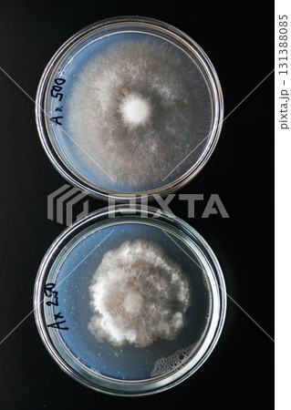 Sclerotinia in the laboratory in the special rounded containers 131388085